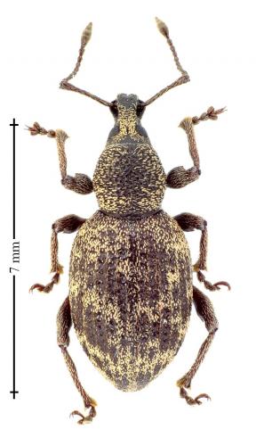 Otiorhynchus sp.