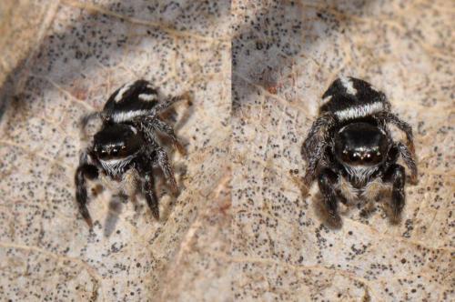 Pellenes sp.