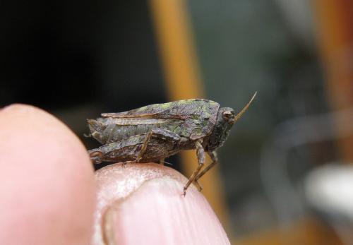 Réf. 139 846 : Tetrix tenuicornis