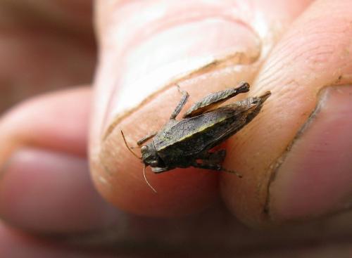 Réf. 139 847 : Tetrix tenuicornis