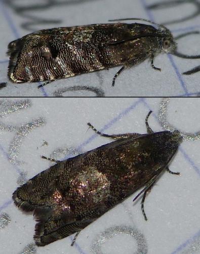Pammene splendidulana
