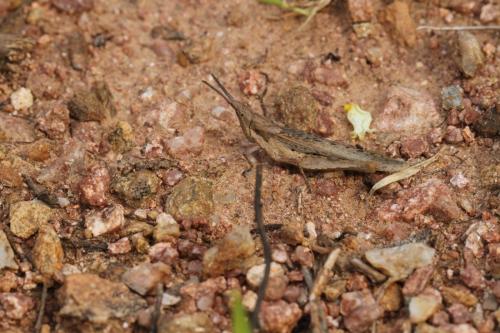 Pyrgomorpha conica conica