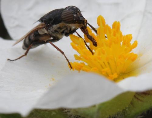 Réf. 139 801 : Stomorhina lunata