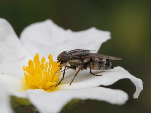 Stomorhina lunata