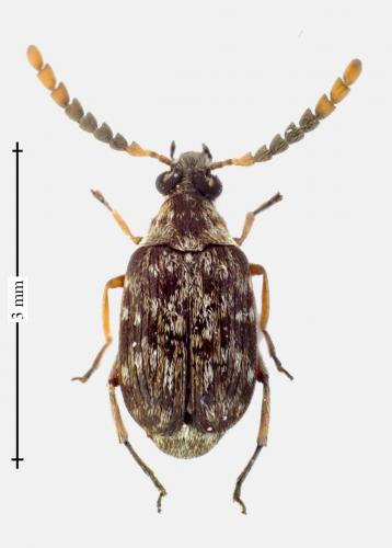 Bruchidius varius
