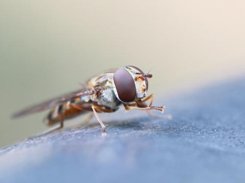 Episyrphus balteatus
