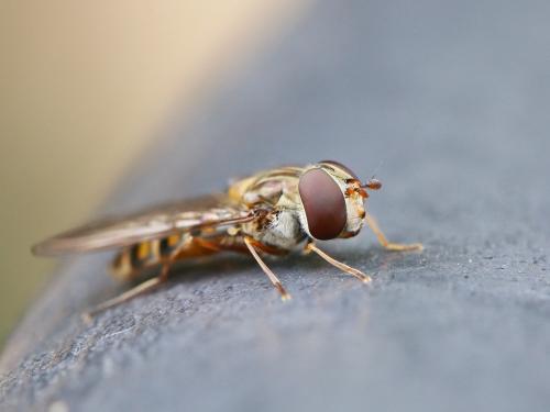 Réf. 139 138 : Episyrphus balteatus
