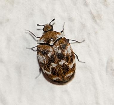 Réf. 139 526 : Anthrenus verbasci