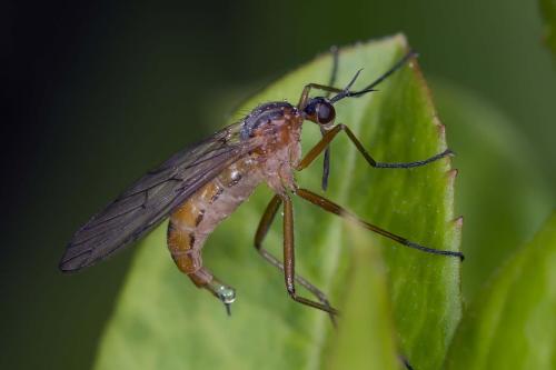 Réf. 139 381 : Empis trigramma