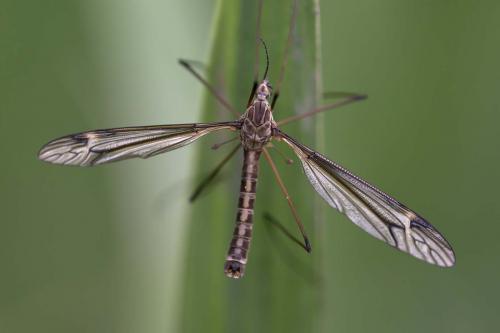 Réf. 139 317 : Tipula sp.