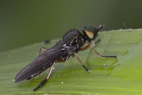 Beris chalybata
