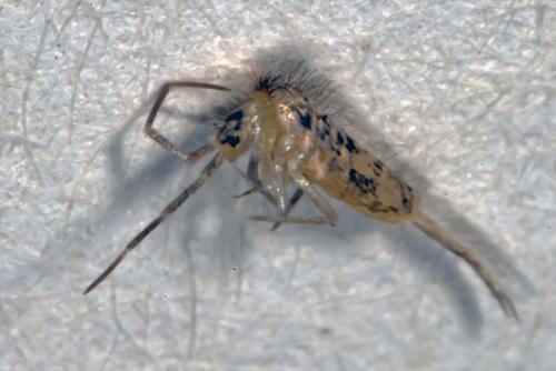 Seira sp.