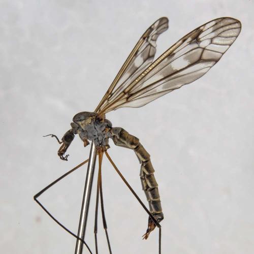 Réf. 139 419 : Tipula sp.