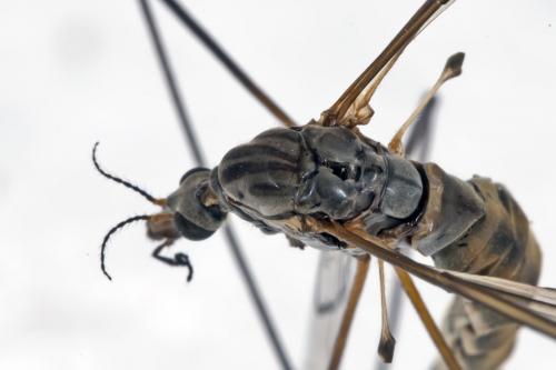 Tipula sp.