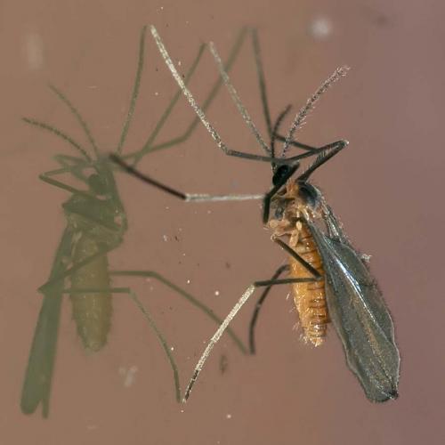 Karshomyia sp.
