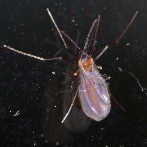 Karshomyia sp.