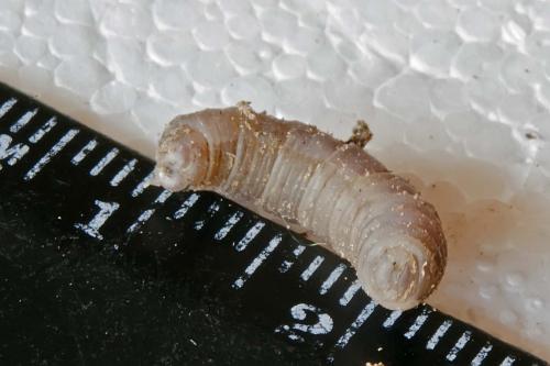 Réf. 139 422 : Tipula sp.