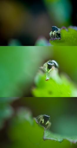 Heliophanus sp.