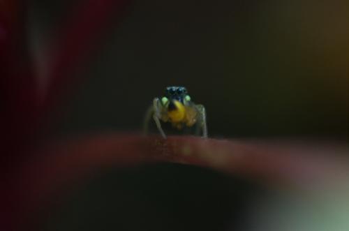 Heliophanus sp.