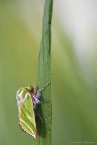 Réf. 139 473 : Pseudoips prasinana