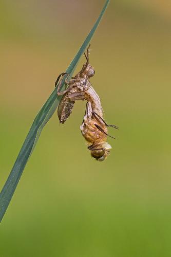 Cordulia aenea