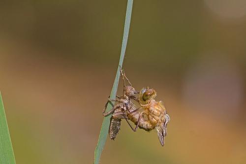 Cordulia aenea