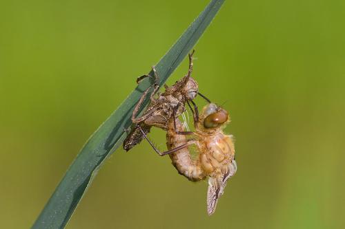 Cordulia aenea