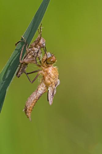 Cordulia aenea