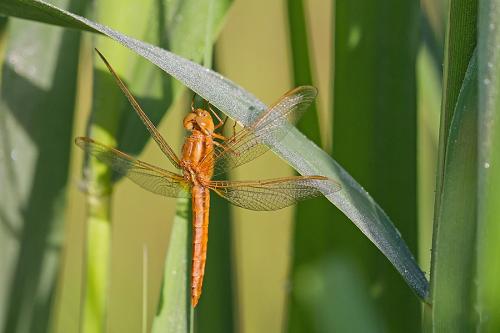 Crocothemis erythraea