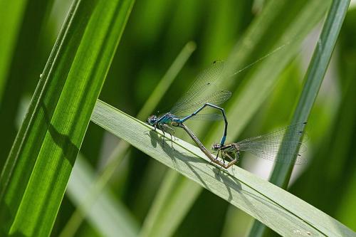 Coenagrion puella