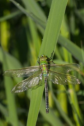 Anax imperator