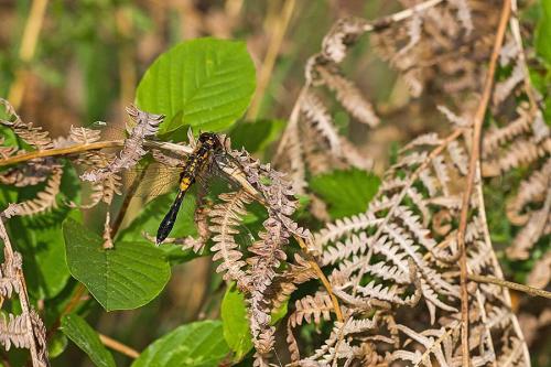 Réf. 139 522 : Leucorrhinia caudalis