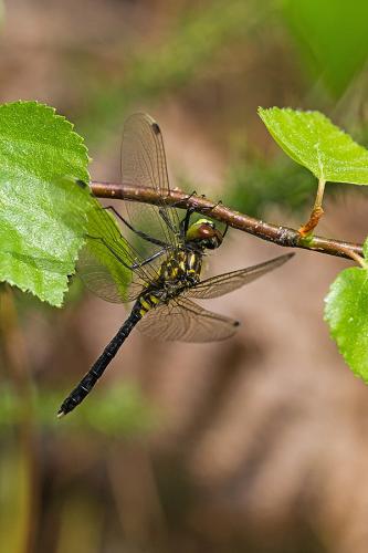 Réf. 139 523 : Leucorrhinia albifrons