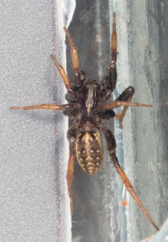 Réf. 139 077 : Hygrolycosa rubrofasciata