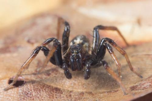 Réf. 139 076 : Hygrolycosa rubrofasciata
