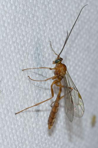 Réf. 139 043 : Netelia sp.