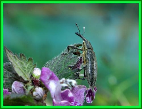 Réf. 139 242 : Lixus iridis