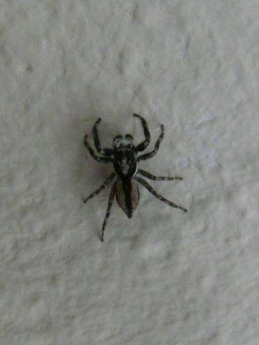 Menemerus bivittatus