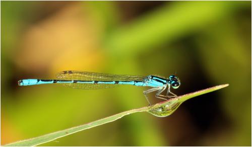 Réf. 139 443 : Acanthagrion temporale