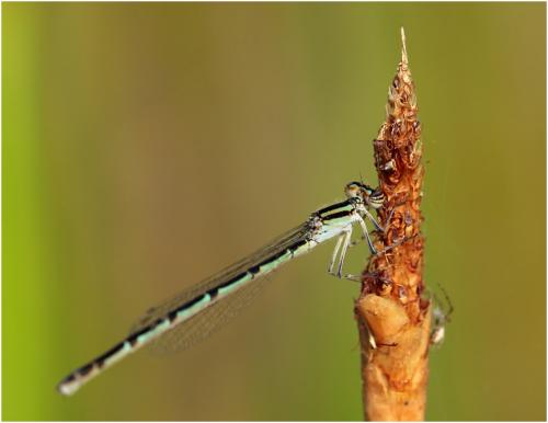 Acanthagrion temporale