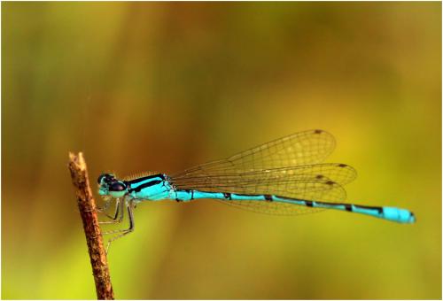 Acanthagrion temporale