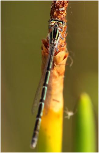 Réf. 139 451 : Acanthagrion temporale