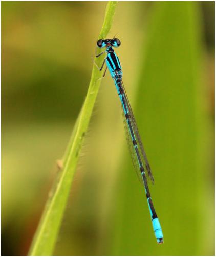 Réf. 139 449 : Acanthagrion temporale