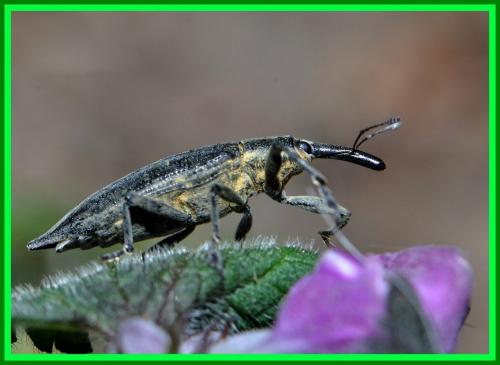 Réf. 139 243 : Lixus iridis