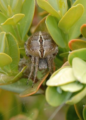 Réf. 139 015 : Agalenatea redii