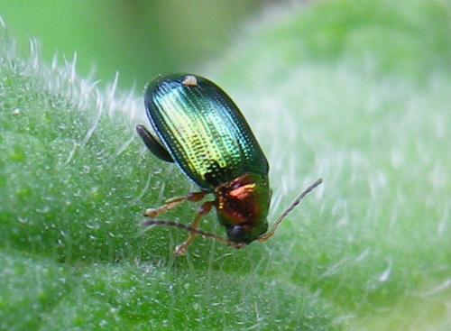 Réf. 139 978 : Crepidodera aurata