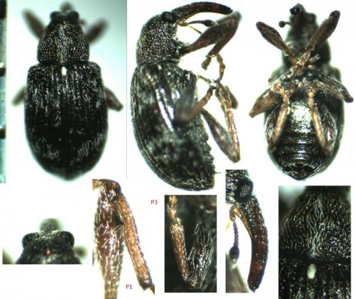 Réf. 139 750 : Anthonomus conspersus
