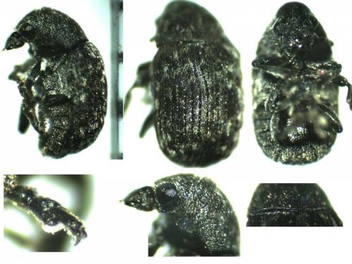 Réf. 139 570 : Anthribus nebulosus