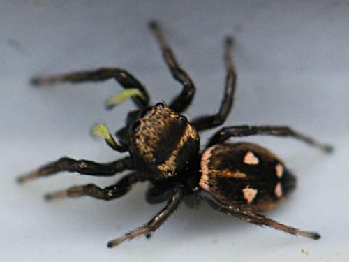 Réf. 139 539 : Heliophanus apiatus