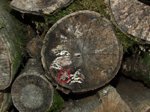 Aradus depressus